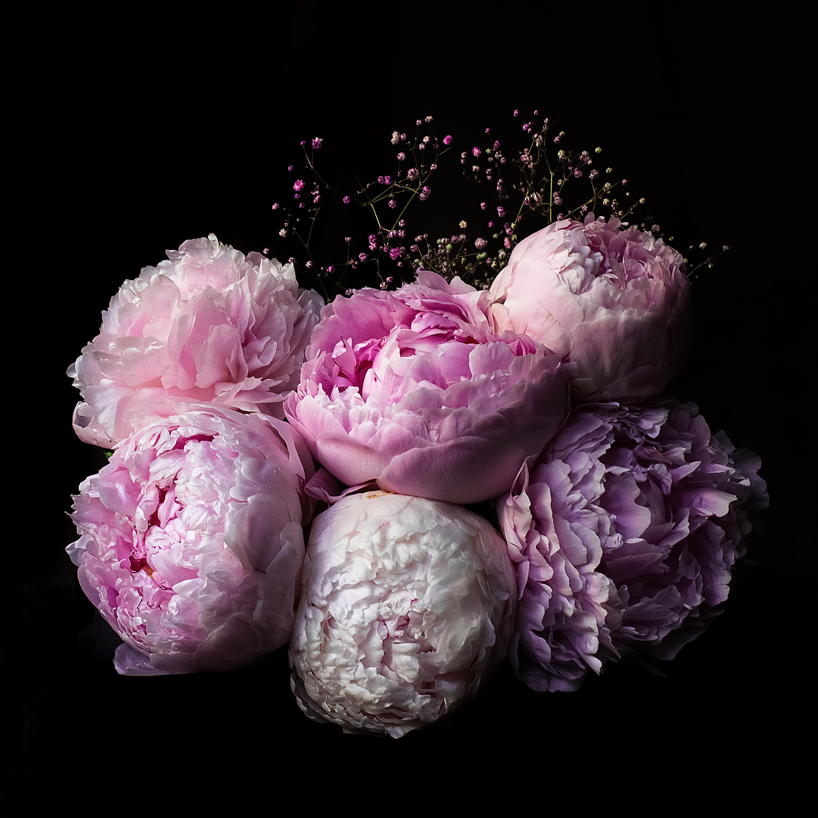 peony peony